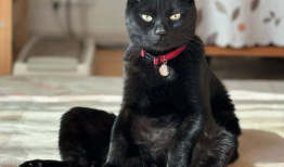 黑猫视频,揭秘网络世界的神秘面纱