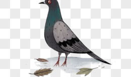 鸽子漫画图片,趣味横生的日常生活趣事